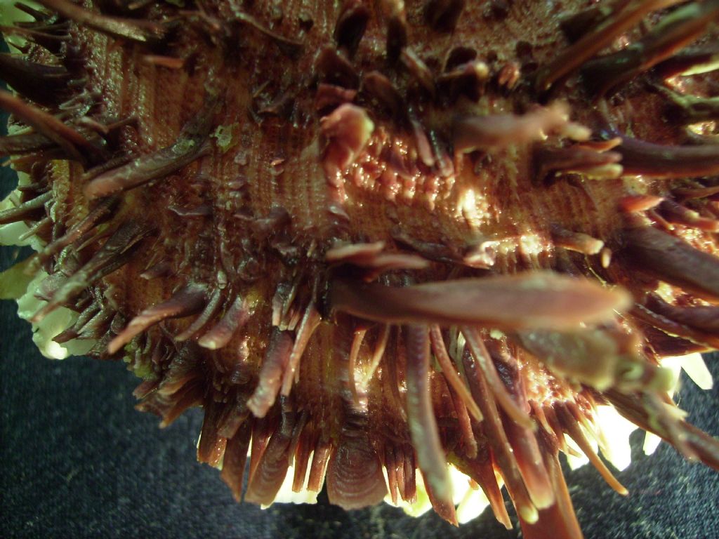 Spondylus cevikeri e Spondylus gaederopus:serie di crescita